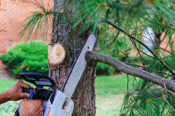 Best Arborist Consultation Services  in Gurnee, IL